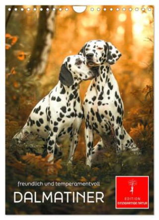 Naptár/Határidőnapló Dalmatiner - freundlich und temperamentvoll (Wandkalender 2027 DIN A4 hoch), CALVENDO Monatskalender Calvendo