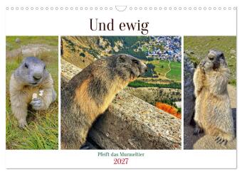 Naptár/Határidőnapló Und ewig pfeift das Murmeltier (Wandkalender 2027 DIN A3 quer), CALVENDO Monatskalender Calvendo