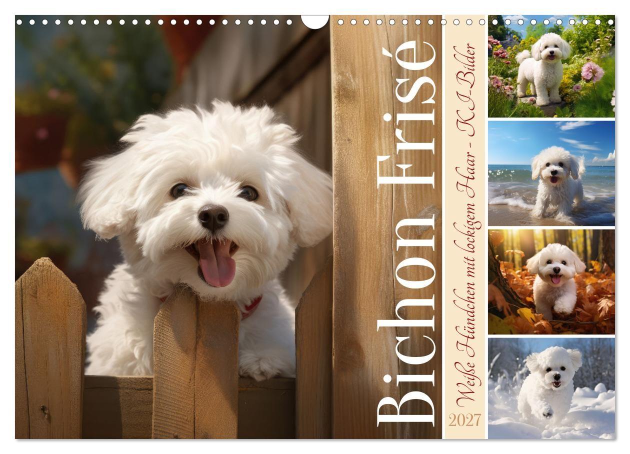 Kalendář/Diář Bichon frisé, weiße Hündchen mit lockigem Haar (Wandkalender 2027 DIN A3 quer), CALVENDO Monatskalender Calvendo