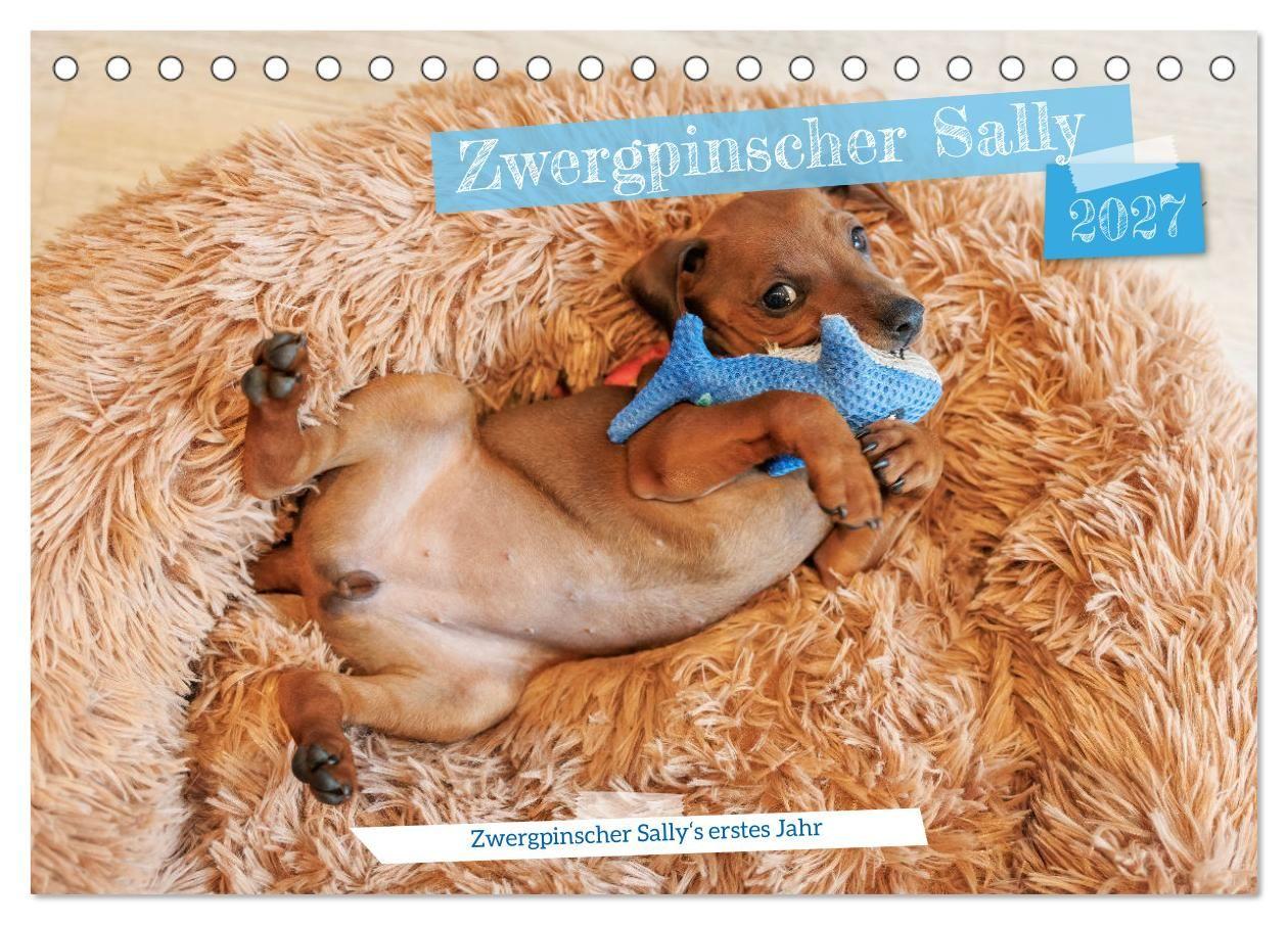 Kalendář/Diář Zwergpinscher Sally's erstes Jahr (Tischkalender 2027 DIN A5 quer), CALVENDO Monatskalender Calvendo