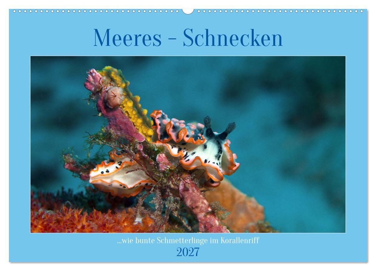 Kalender/agenda Meeres-Schnecken (Wandkalender 2027 DIN A2 quer), CALVENDO Monatskalender Calvendo