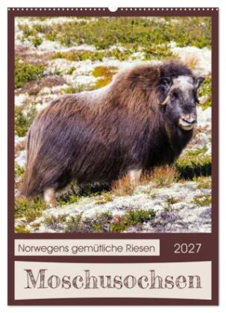 Kalender/agenda Moschusochsen - Norwegens gemütliche Riesen (Wandkalender 2027 DIN A2 hoch), CALVENDO Monatskalender Calvendo