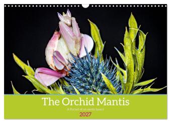 Naptár/Határidőnapló The Orchid Mantis (Wall Calendar 2027 DIN A3 landscape), CALVENDO 12 Month Wall Calendar Calvendo