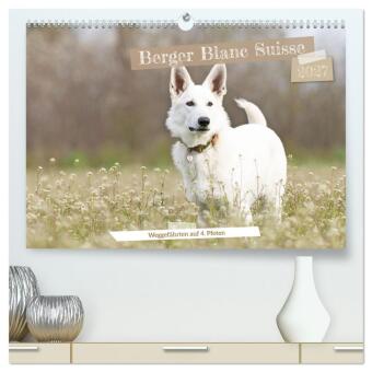 Kalender/Terminbuch Berger Blanc Suisse - Weggefährten auf 4 Pfoten (hochwertiger Premium Wandkalender 2027 DIN A2 quer), Kunstdruck in Hochglanz Calvendo