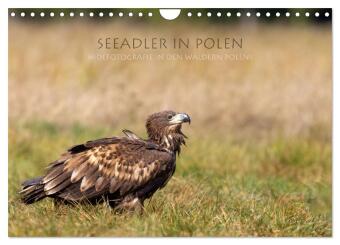Naptár/Határidőnapló Seeadler in Polen (Wandkalender 2027 DIN A4 quer), CALVENDO Monatskalender Calvendo