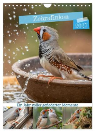 Naptár/Határidőnapló Zebrafinken - Ein Jahr voller gefiederter Momente (Wandkalender 2027 DIN A4 hoch), CALVENDO Monatskalender Calvendo