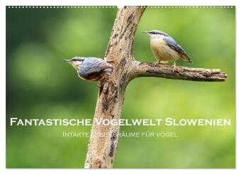 Naptár/Határidőnapló Fantastische Vogelwelt Slowenien (Wandkalender 2027 DIN A2 quer), CALVENDO Monatskalender Calvendo