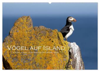 Naptár/Határidőnapló Vögel auf Island (Wandkalender 2027 DIN A2 quer), CALVENDO Monatskalender Calvendo