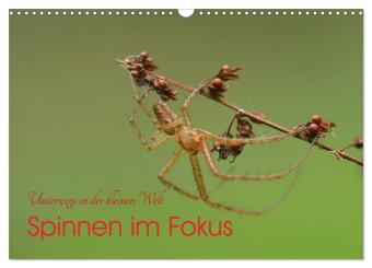 Kalendár/Diár Spinnen im Fokus (Wandkalender 2027 DIN A3 quer), CALVENDO Monatskalender Calvendo