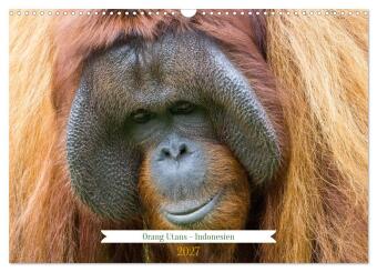 Kalender/Terminbuch Orang Utans - Indonesien (Wandkalender 2027 DIN A3 quer), CALVENDO Monatskalender Calvendo
